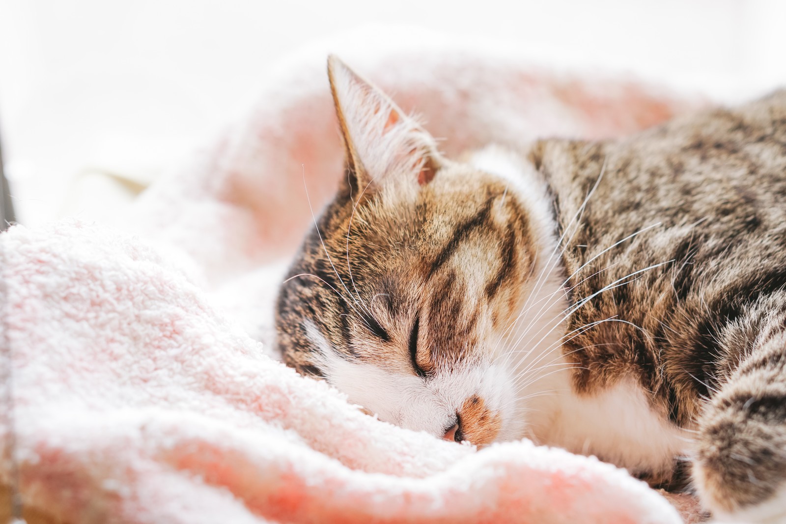 災害時、愛猫を守る為の備え