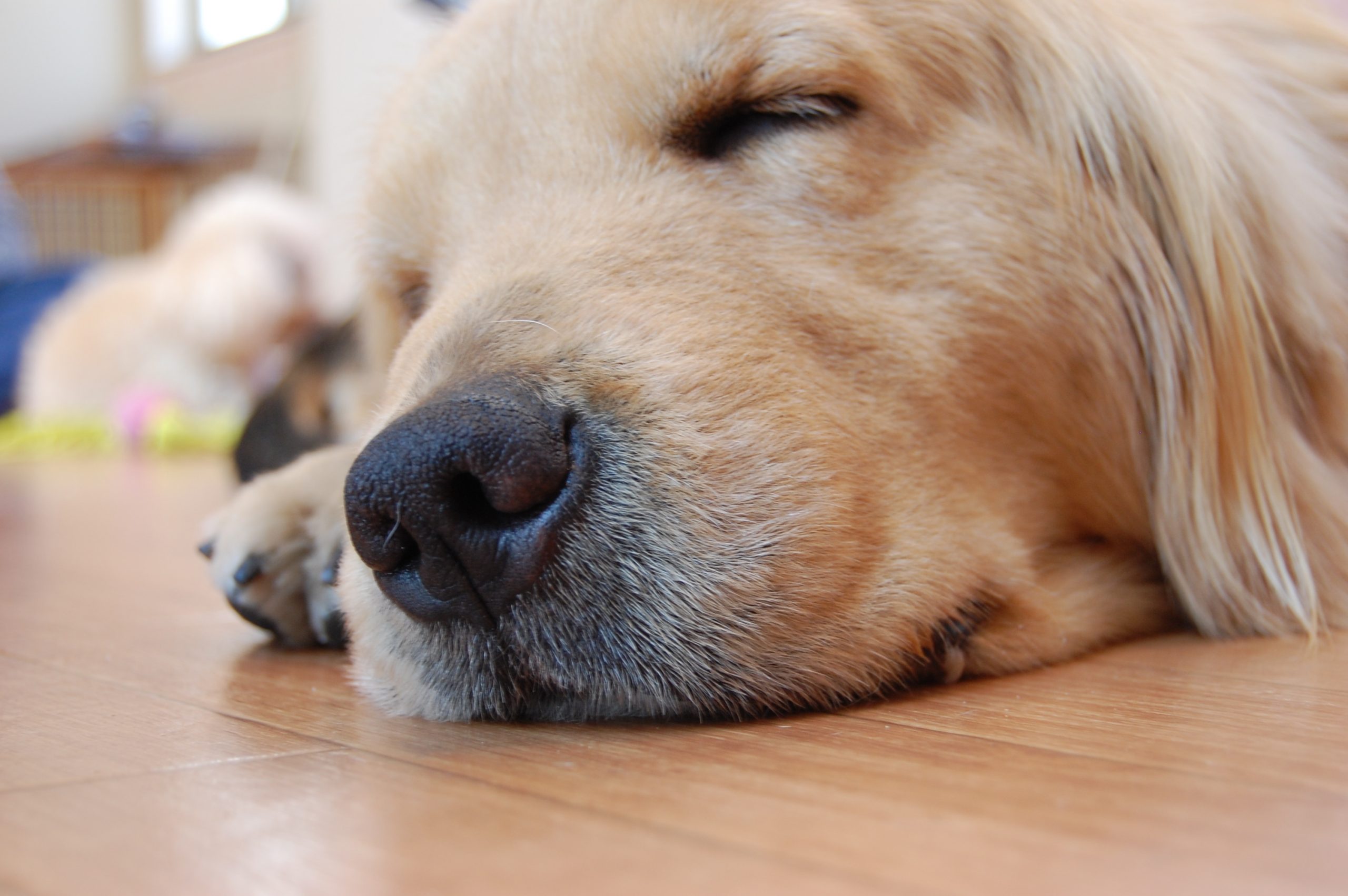 災害時に愛犬を守るため、飼い主が備えておくべきものとは？